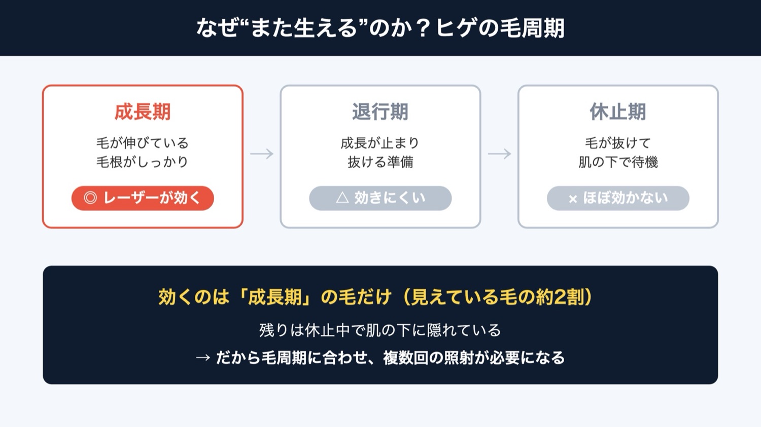 ヒゲの毛周期となぜ複数回必要か（図解）