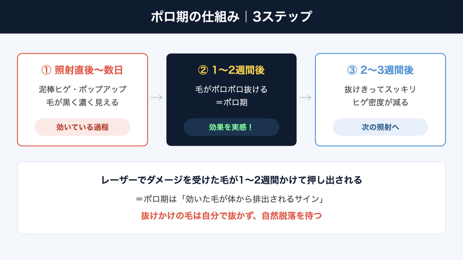 ポロ期の仕組み3ステップ(図解)